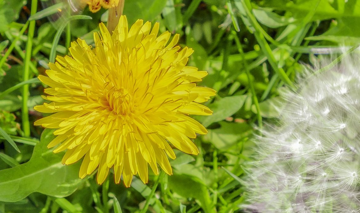 a dandelion and a bee in a field of grass