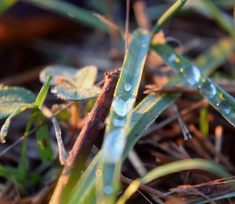 a close up of a plant with water droplets on it