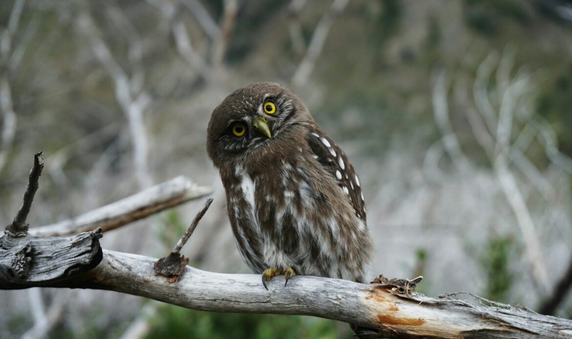 gray owl perching on wooden branch during daytime