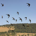 Quarante ans au service de la nature – émission RFJ