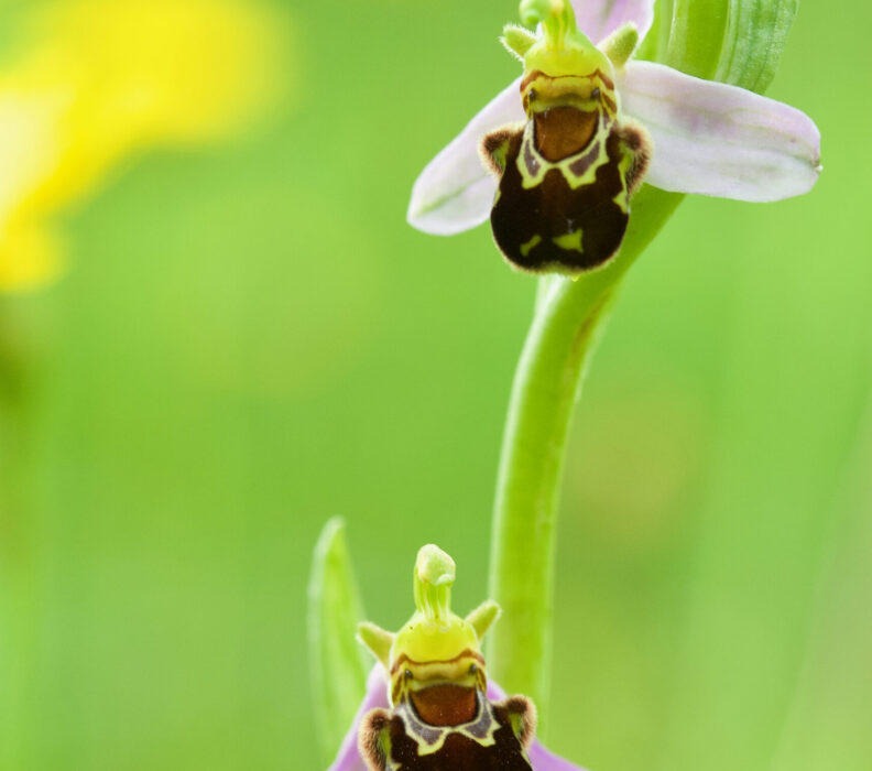 Les orchidées de nos pâturages