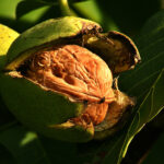 Planter un arbre avec le GPNG