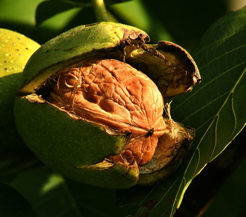 Planter un arbre avec le GPNG