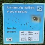 Rendre visite aux hirondelles et martinets