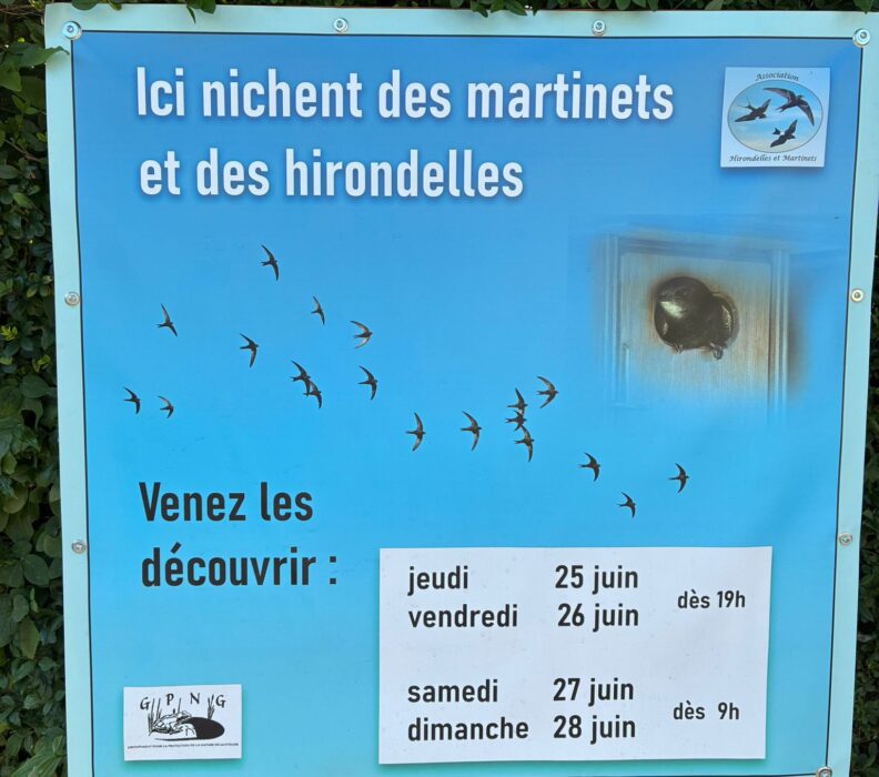 Rendre visite aux hirondelles et martinets