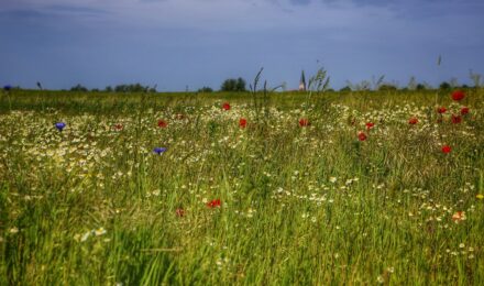a field of wildflowers and daisies under a blue sky